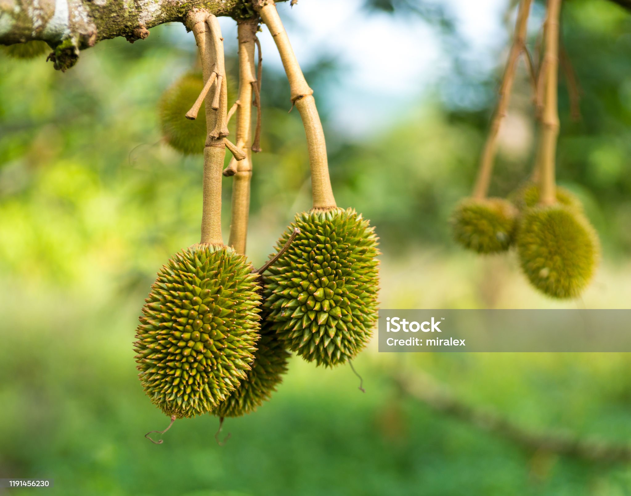 Durian Fruit Plants